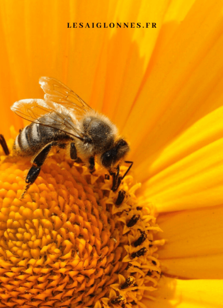 Tuto Bee Wrap